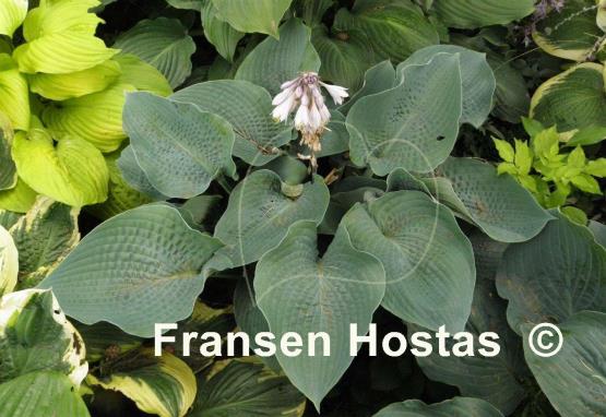 Hosta Bressingham Blue